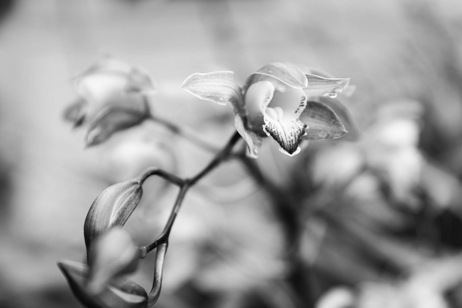 Orchid flower images monochrome study.