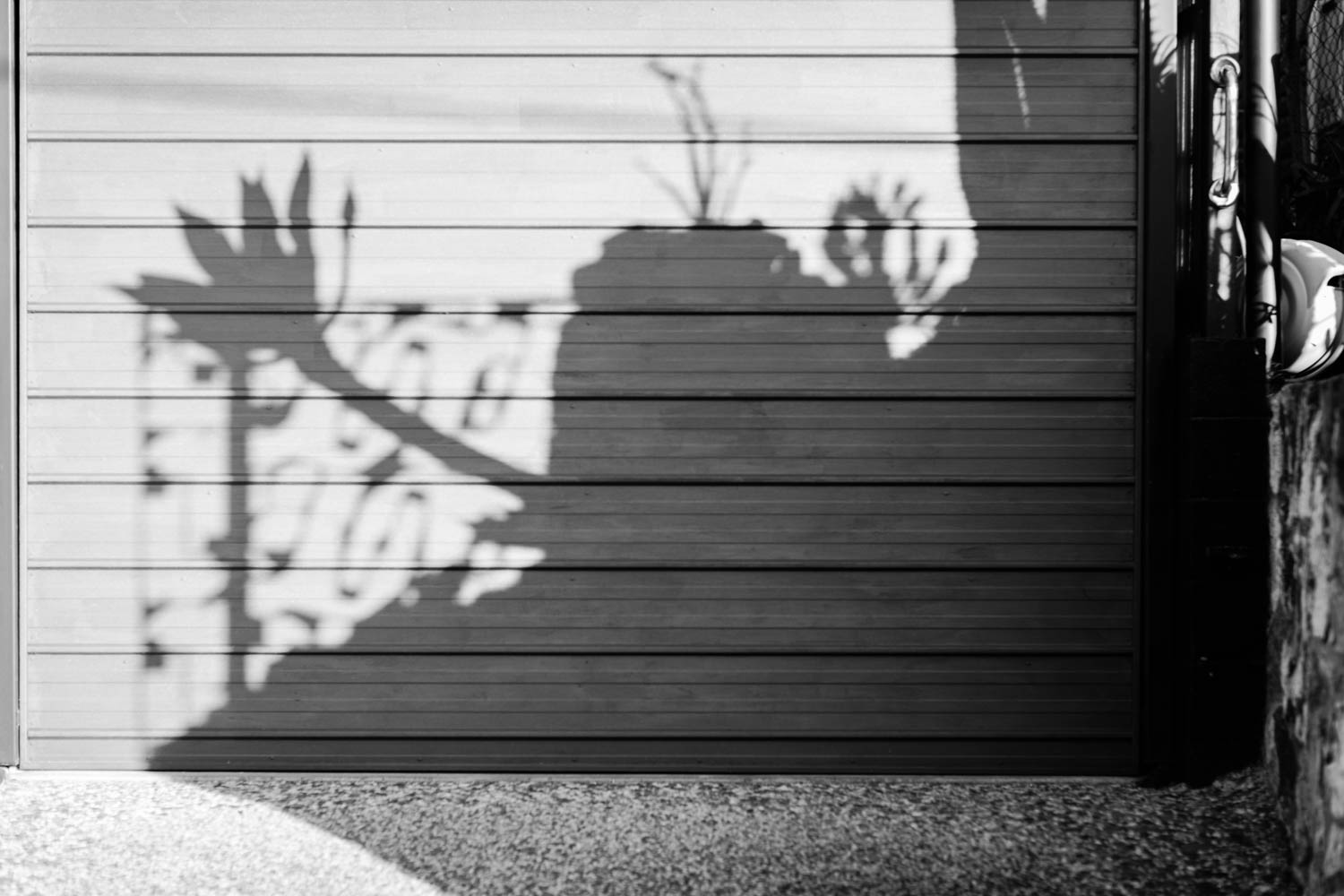 New Farm garden shadow photo on a garage door.