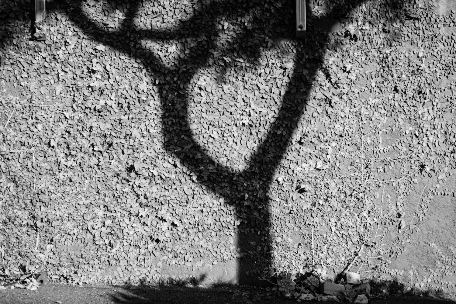 Tree shadow black and white photo in New Farm, Brisbane, Australia.