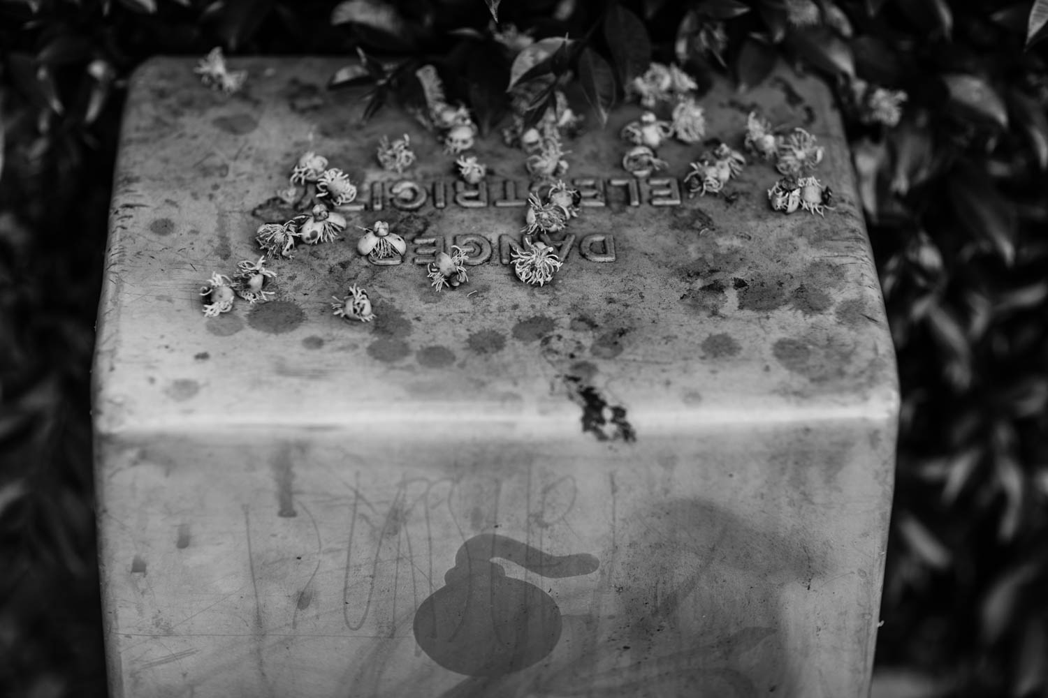 Black and white photo of dying flowers in New Farm.