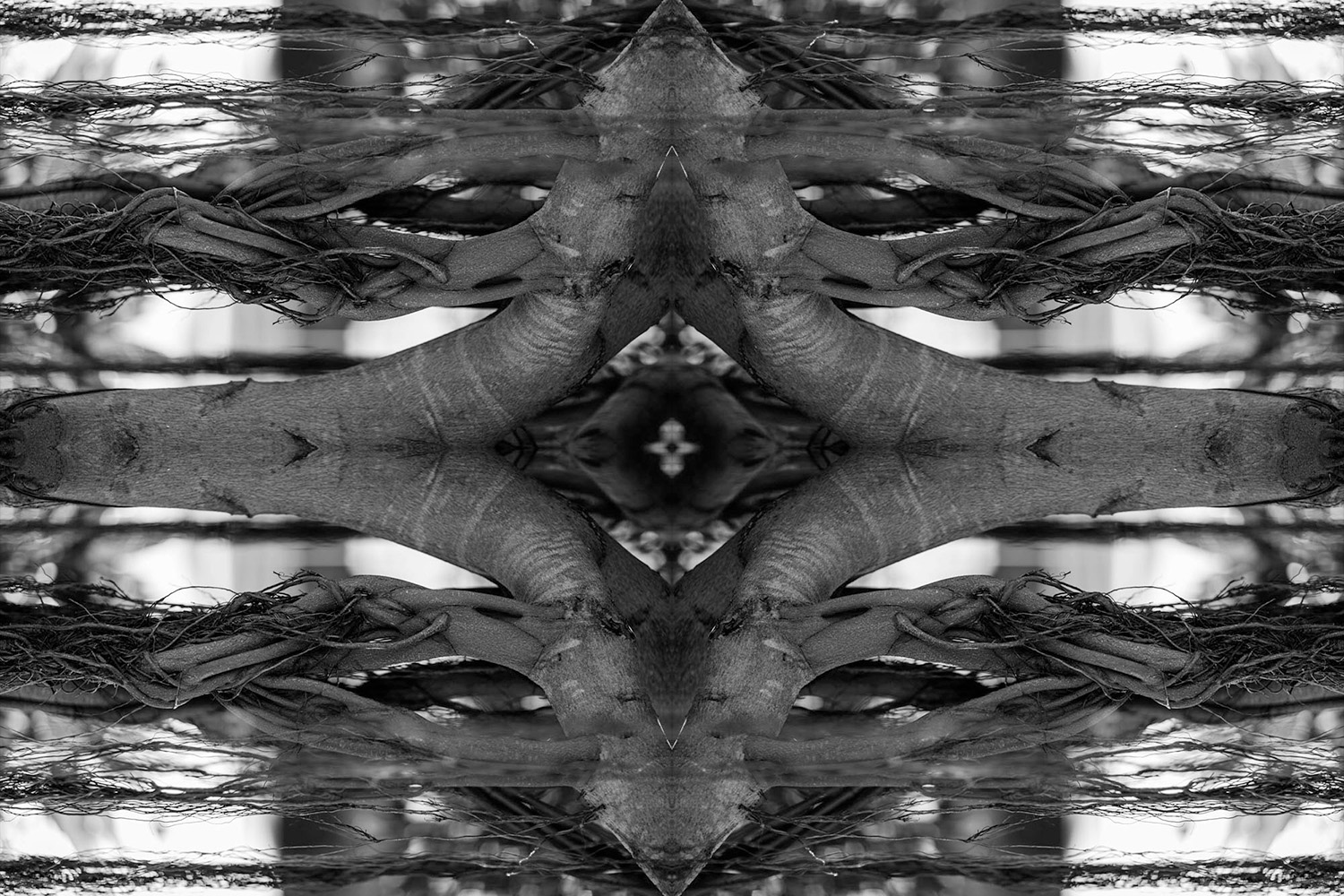 Black and white kaleidoscope artwork of a Banyan tree and its aerial roots.
