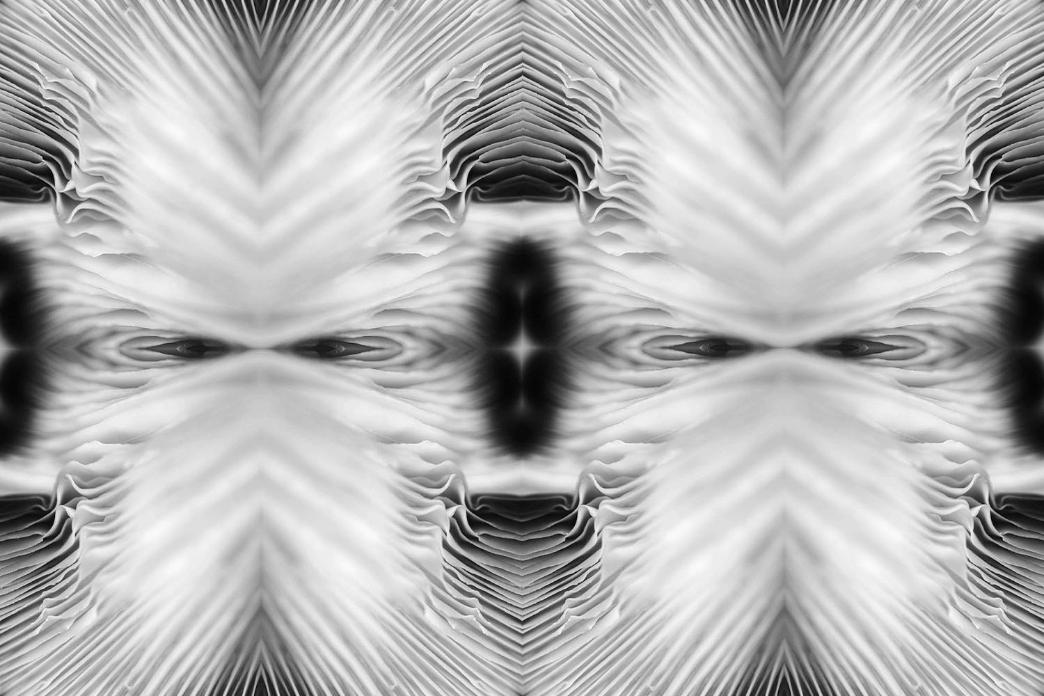 Mushroom gill abstract pattern black and white artwork.