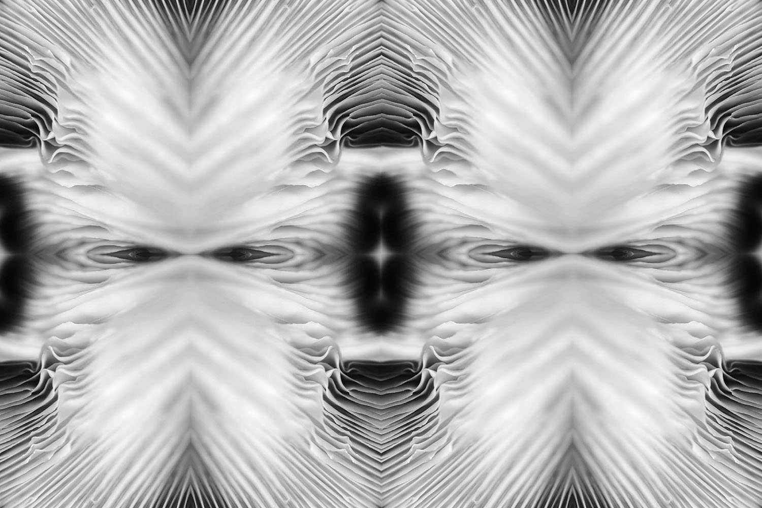 Mushroom gill abstract pattern black and white artwork.