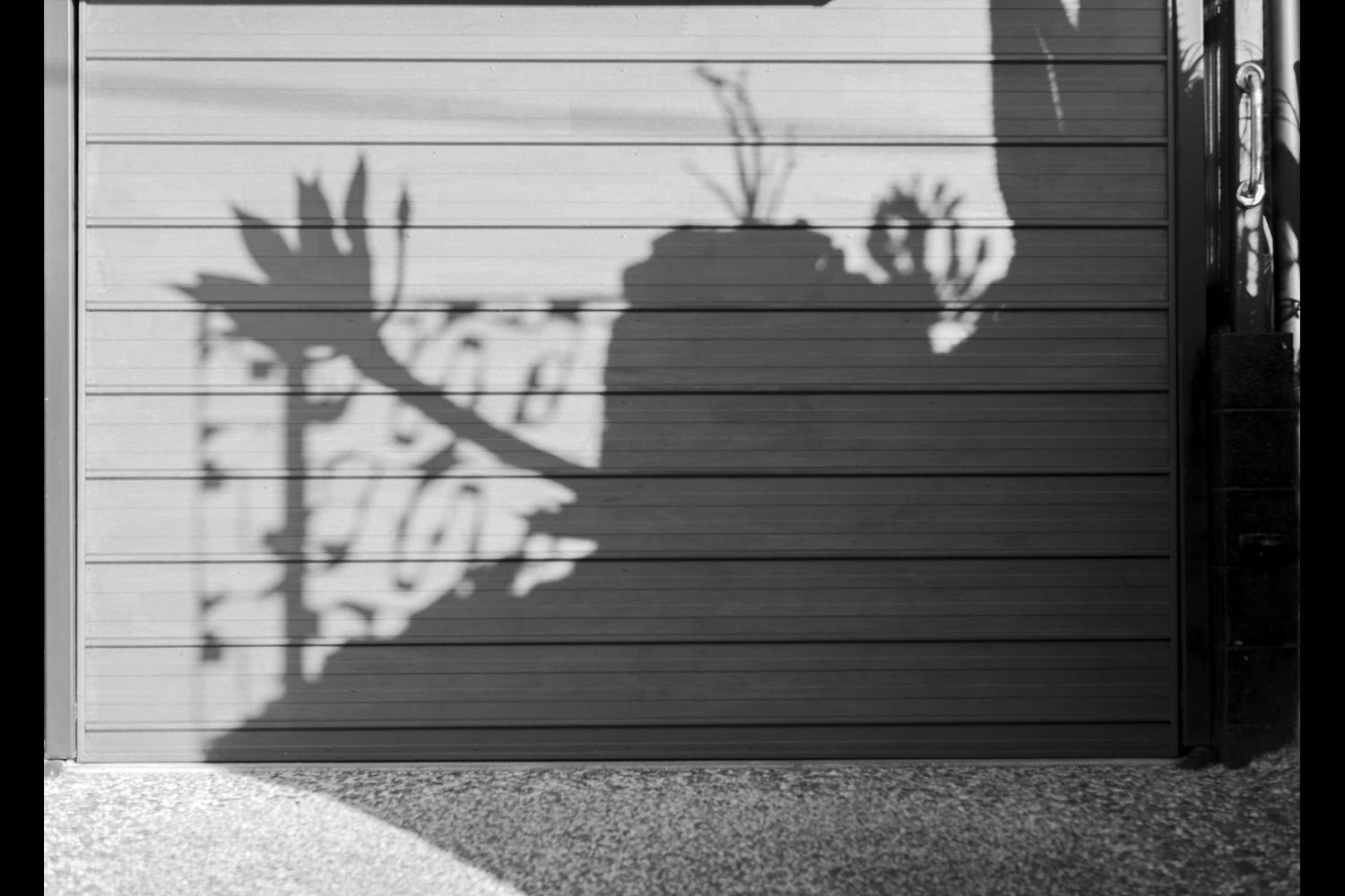 The shadow of a garden on a garage door.