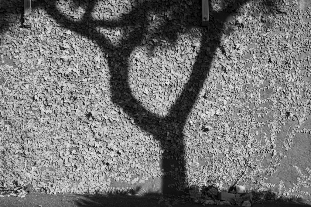 The shadow of a tree on a leaf-covered retaining wall.