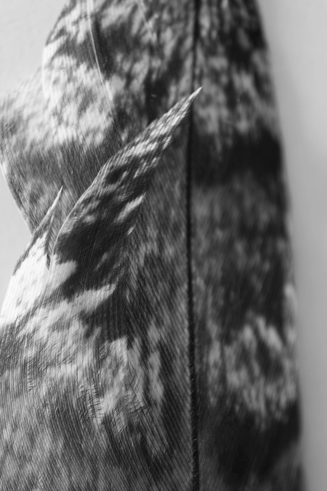 Feather pattern.