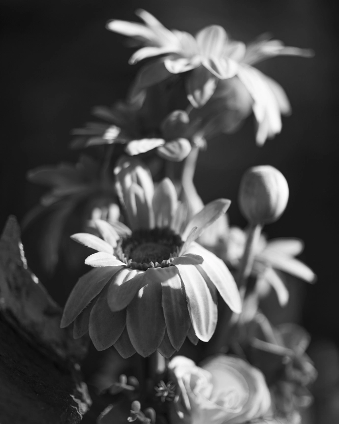 African daisy silk flowers.