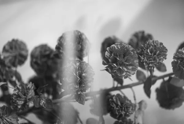 Silk carnations on a branch decoration.