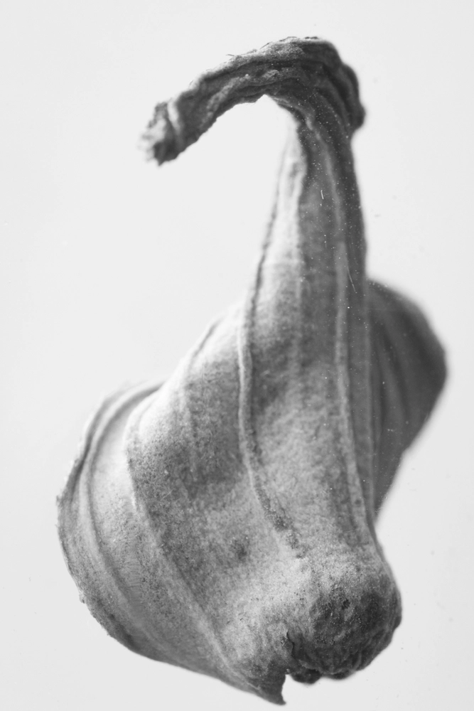 Plastic pollution monochrome flower photo series.