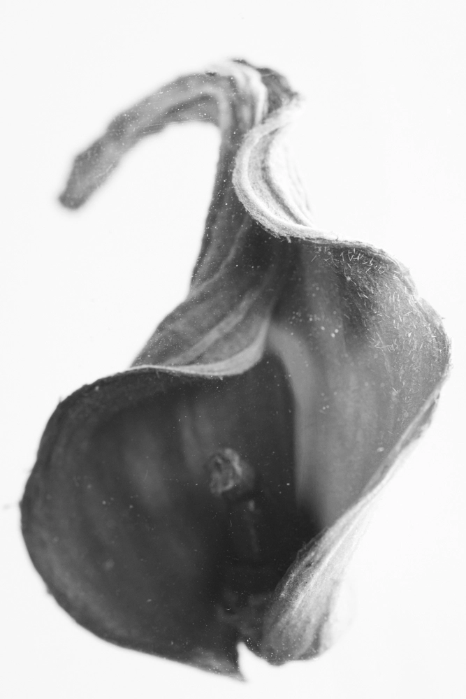 Plastic pollution monochrome flower study.
