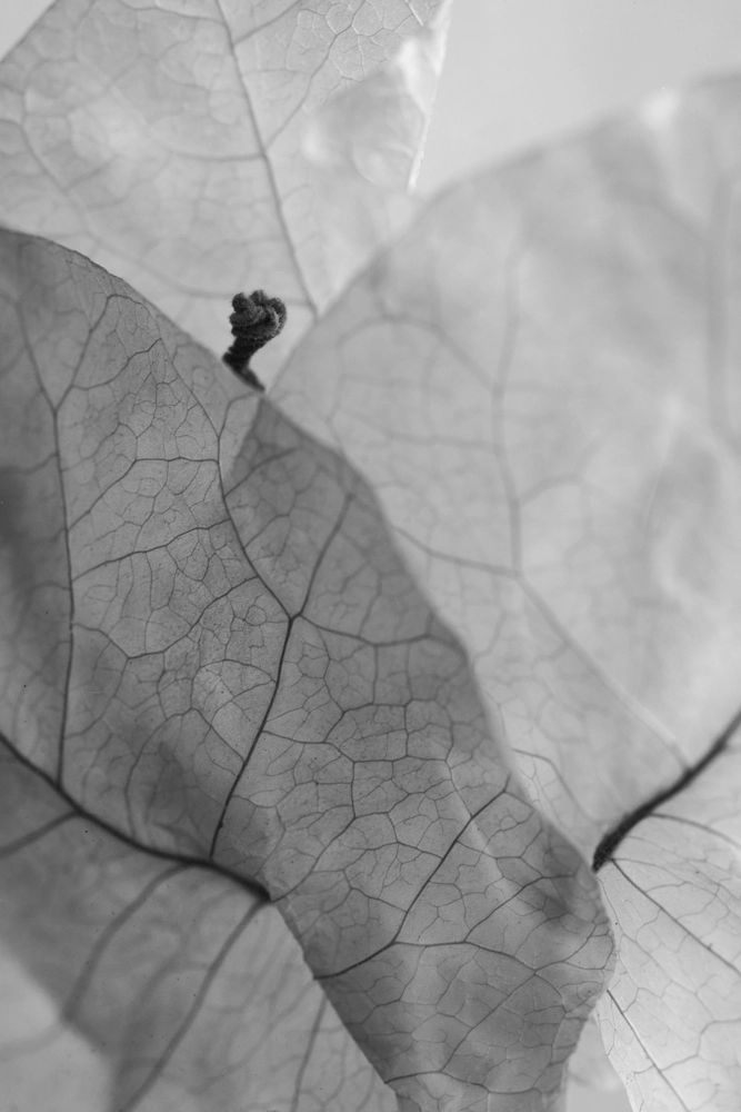 Bougainvillea bract wrapped in plastic.