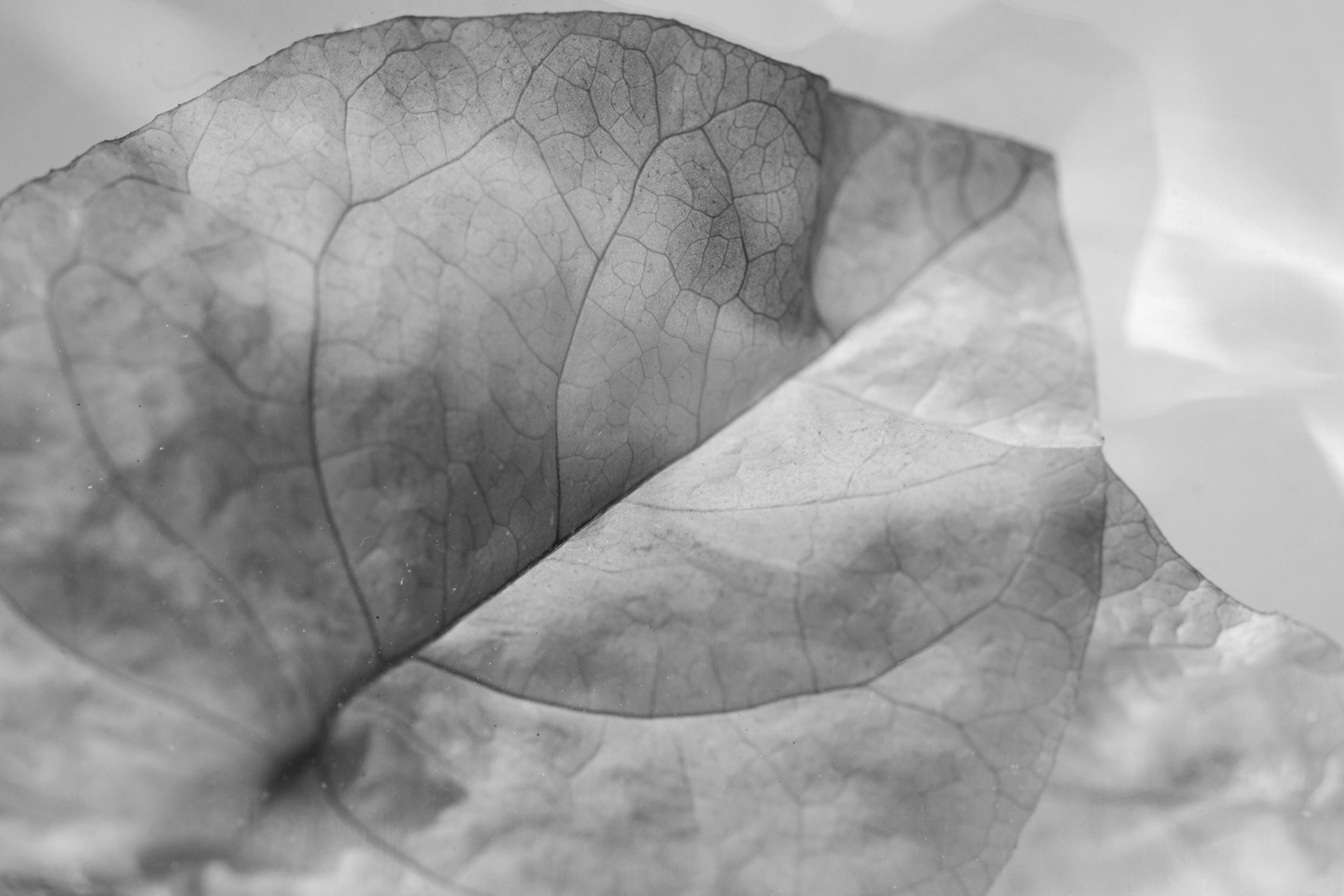 Bougainvillea wrapped in plastic.