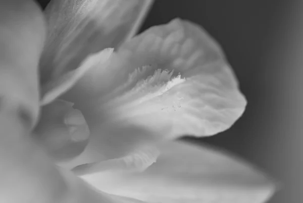 Orchid flower.