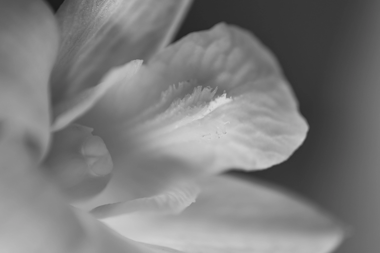 Orchid flower.