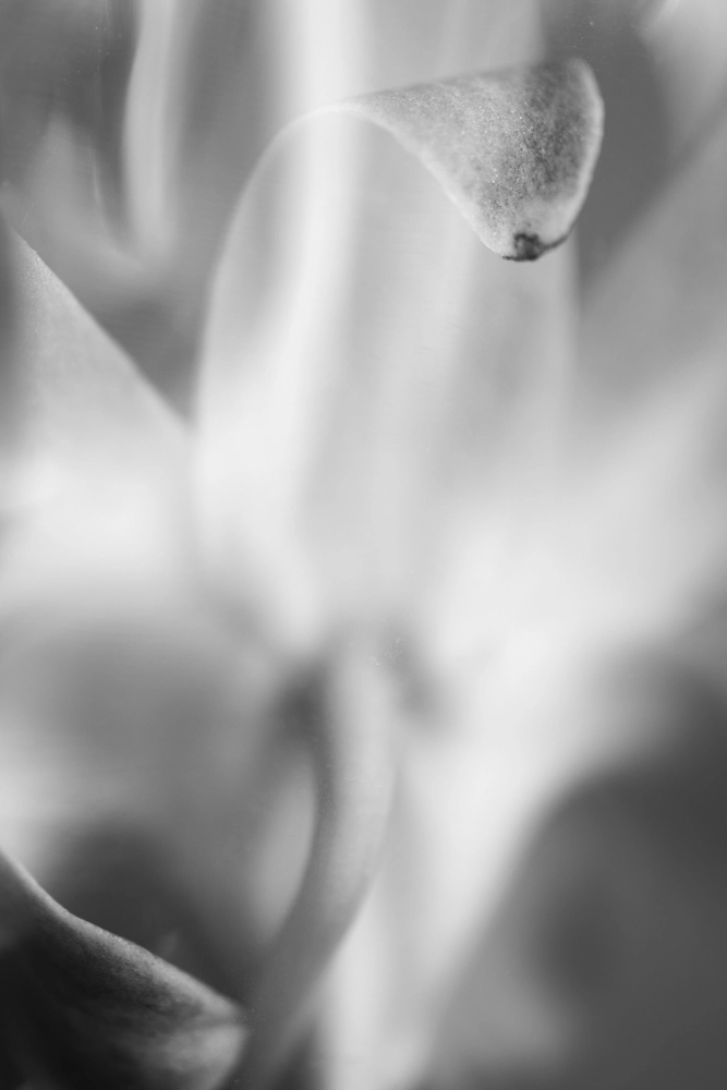 Orchid trapped in plastic.