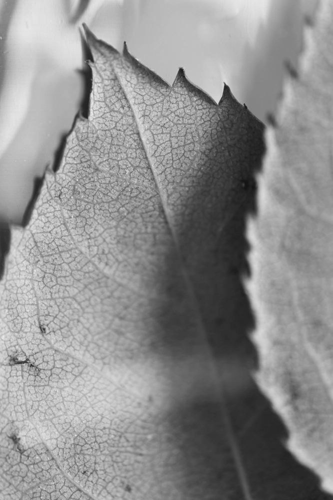 Leaves in plastic wrap.