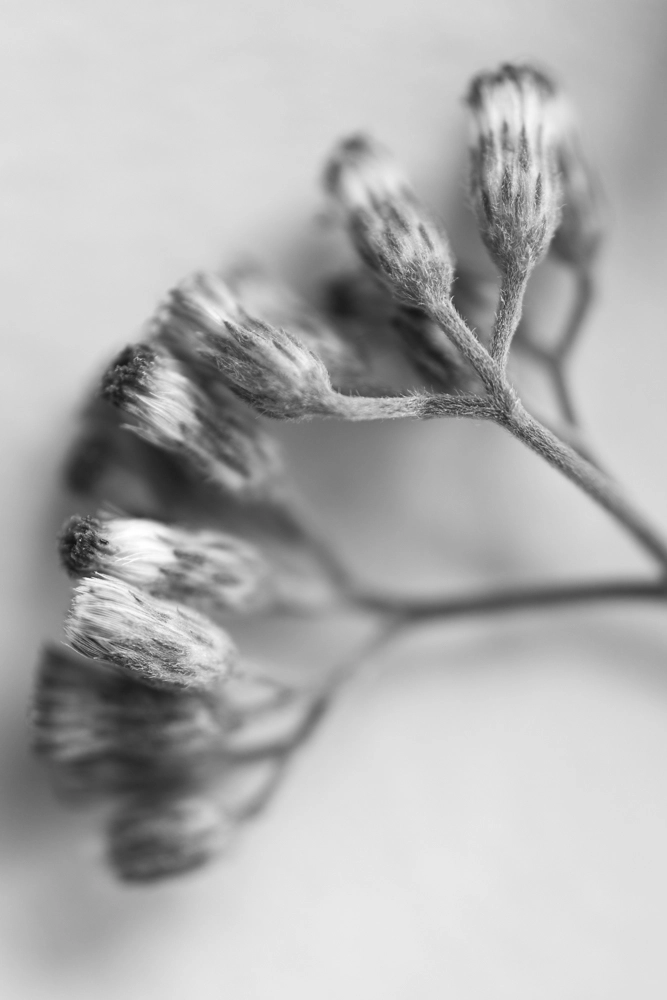 Iron weed flower buds.