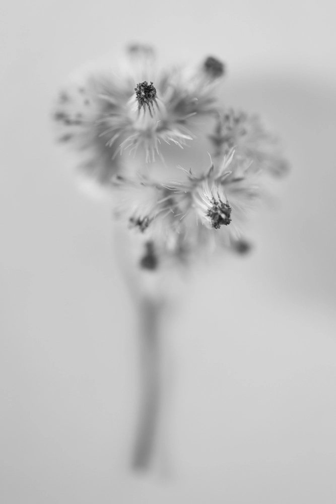 Iron weed flowers in full bloom, monochrome photo.