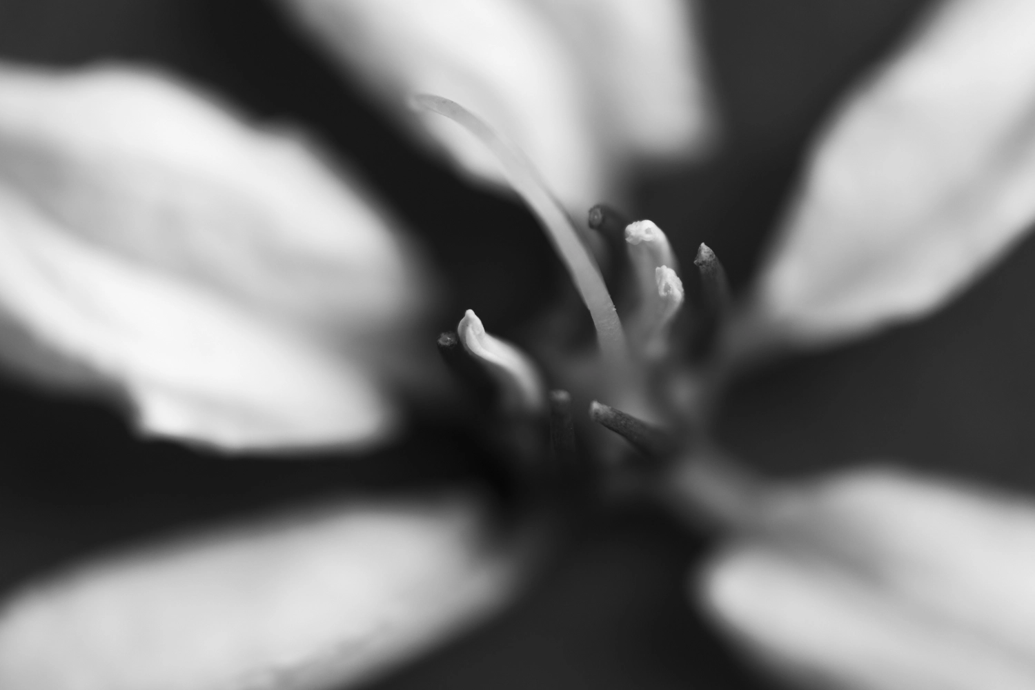 Australian gold vine bloom.