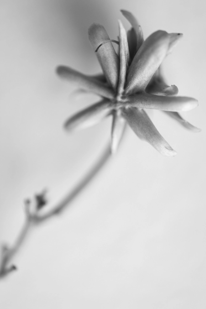 A bog starwort macro photograph.
