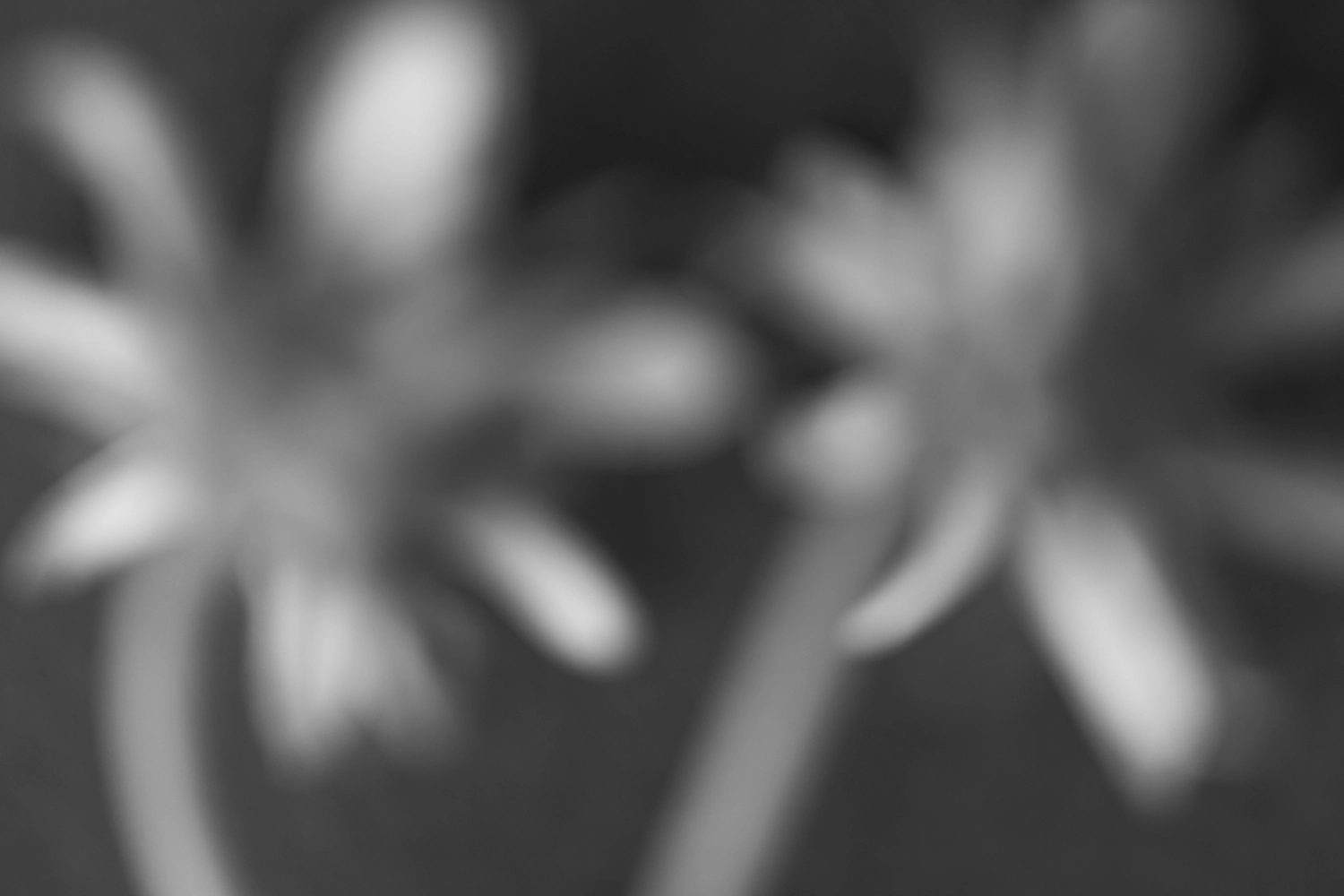 Macro black and white plant artwork.