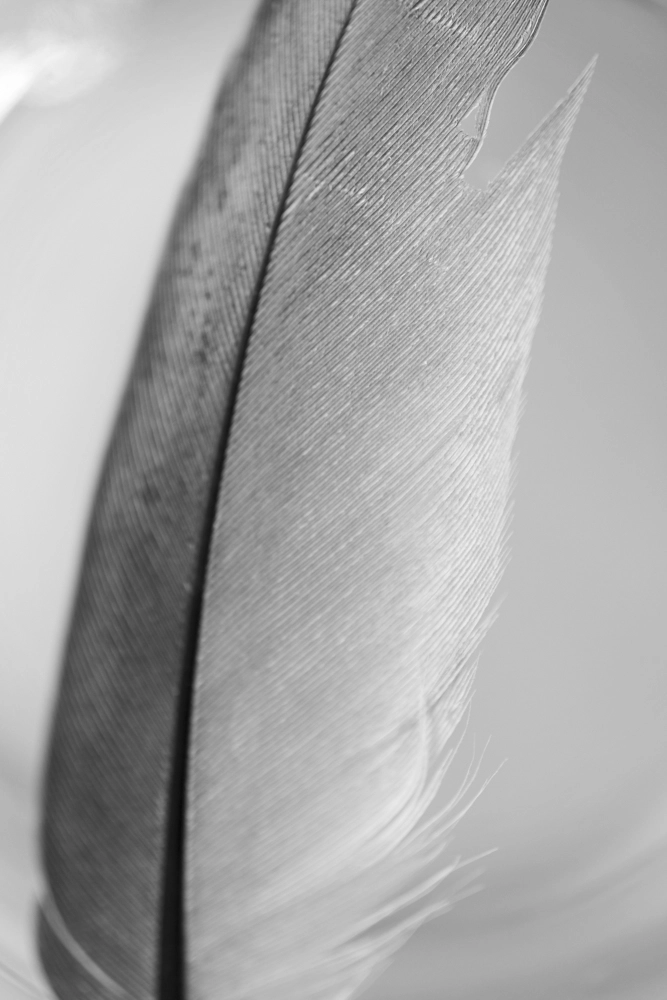Feather posterior vane.