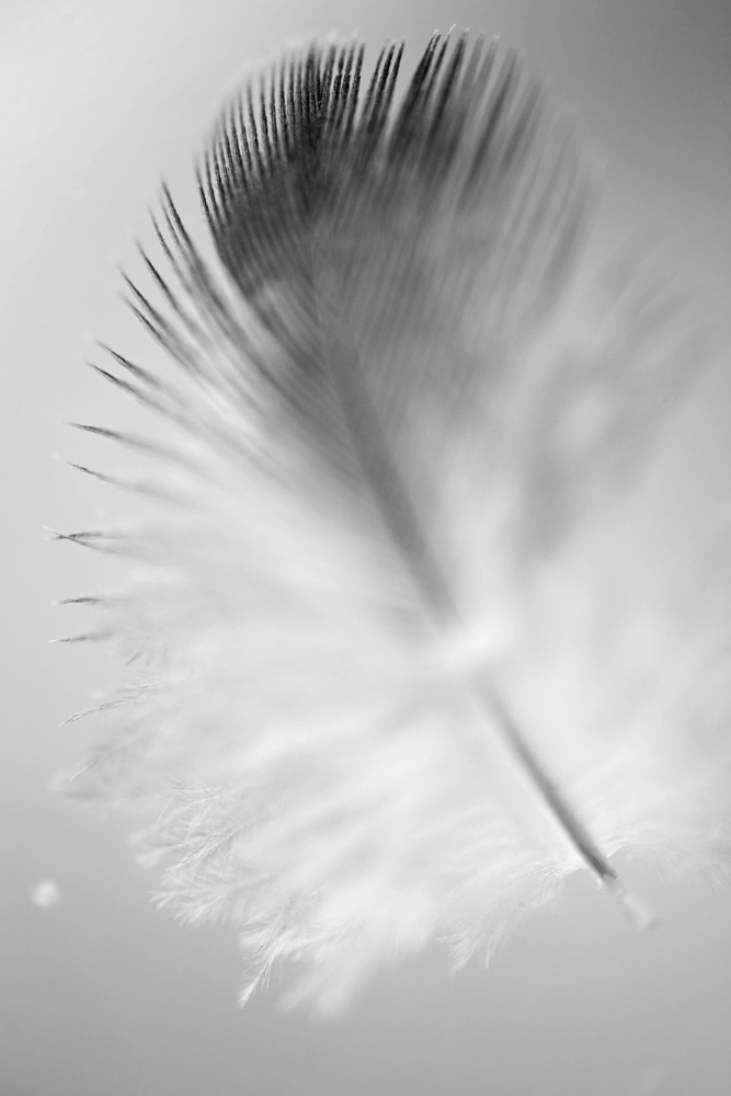 Black and white bird feather.