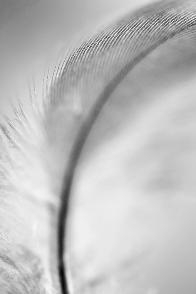 Wing feather.