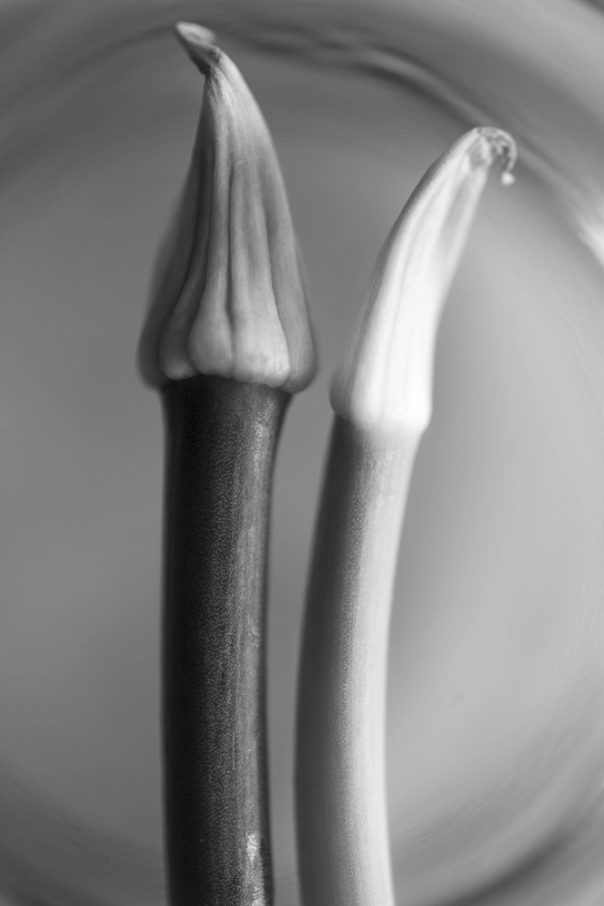 Black and white macro photo of wild garlic.