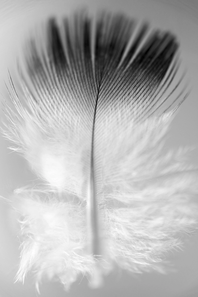 White feather with black tip.