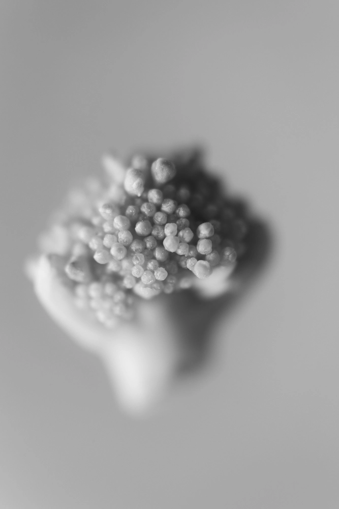 Broccoli floret.