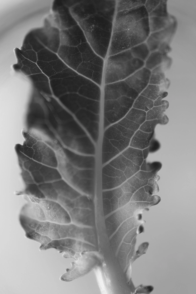 Close-up macro photo of a broccoli leaf.