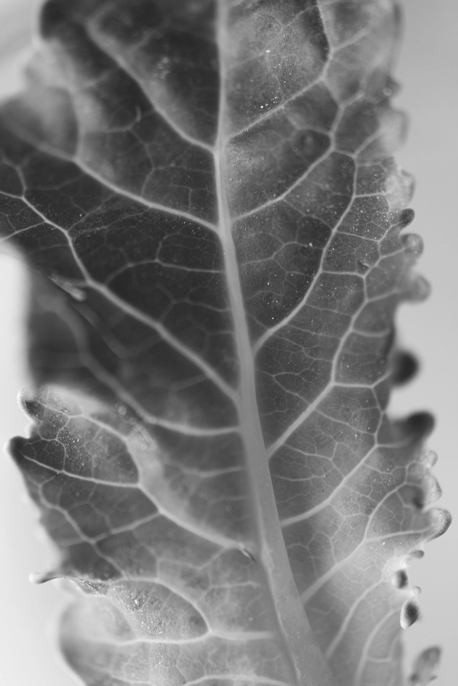 Macro photograph of a broccoli leaf.