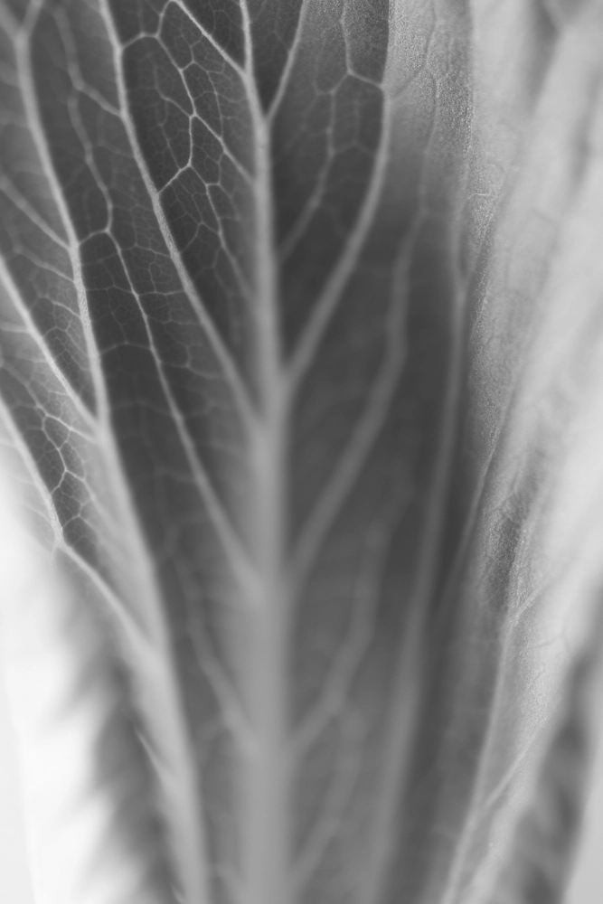 Broccoli leaf.
