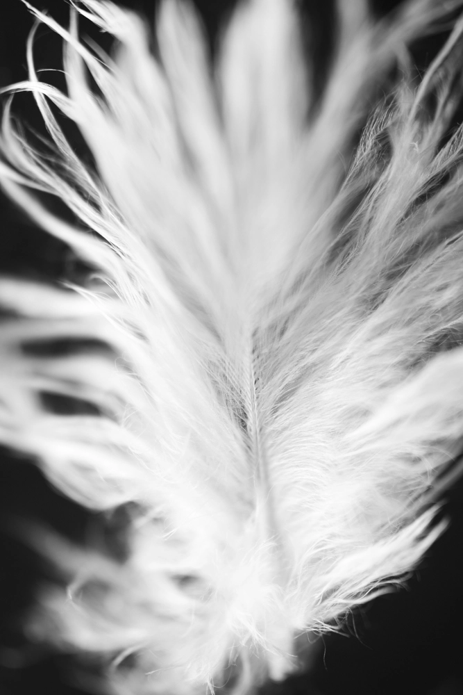 Baby bird's small fluffy feather.