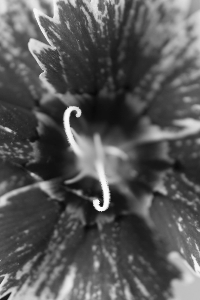 Dianthus flower.