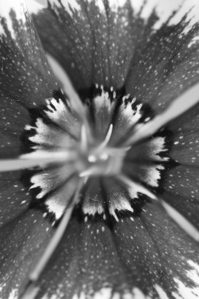 Carnation, Sweet William flower.