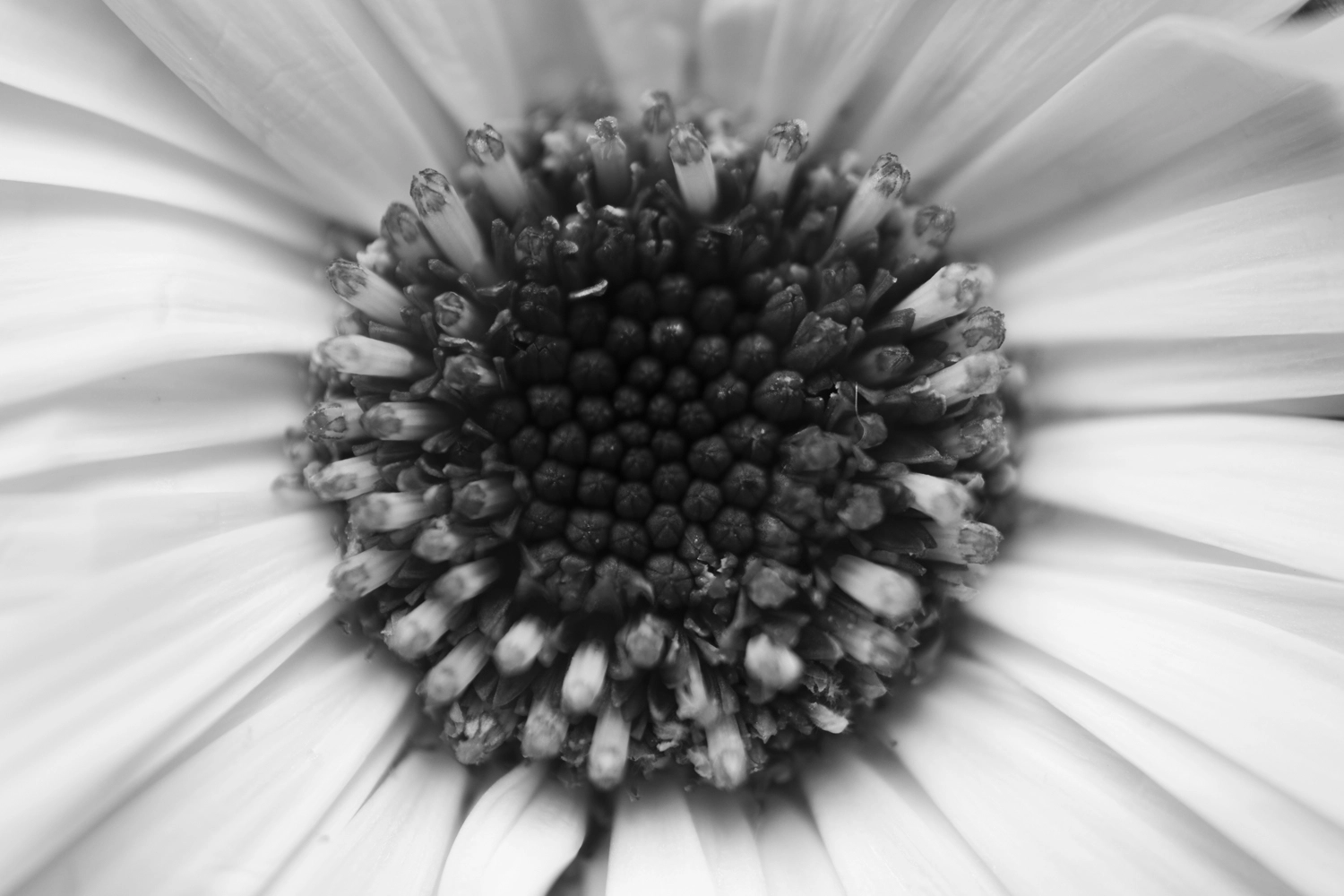 Calendula marigold flower.