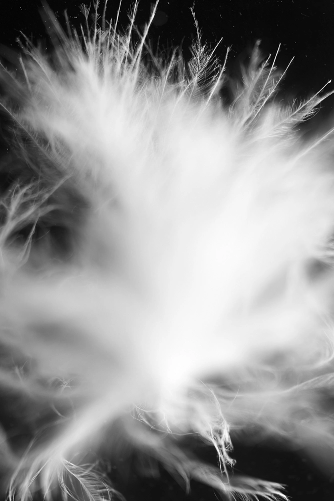 Soft white fluffy bird feather.