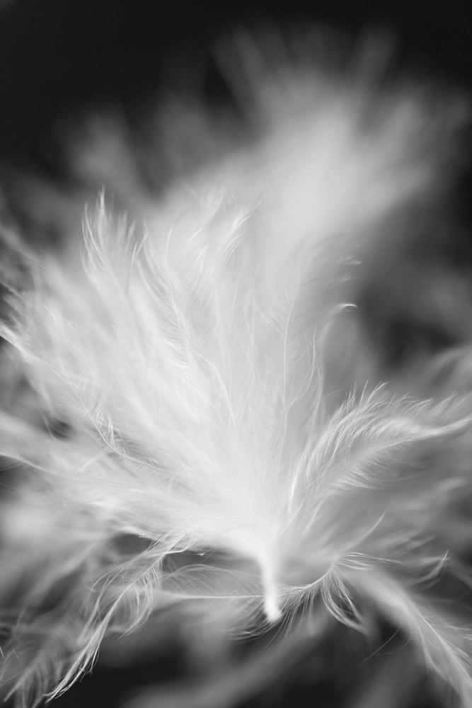 Baby bird fuzz.