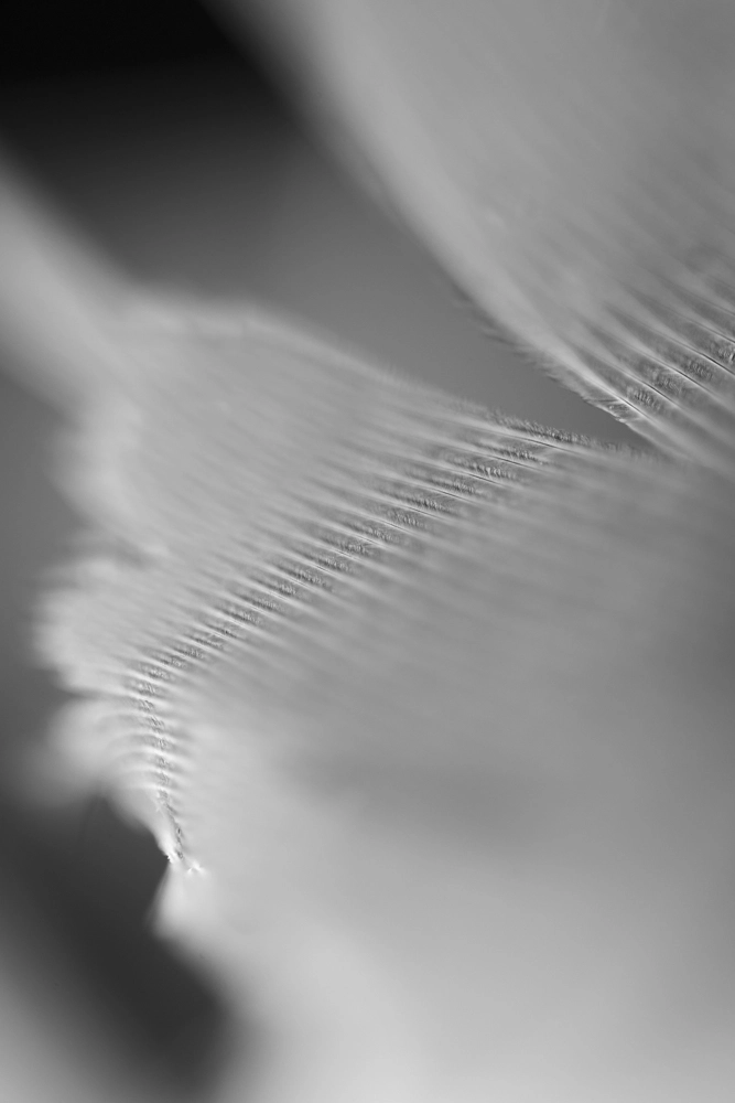 Feather split.