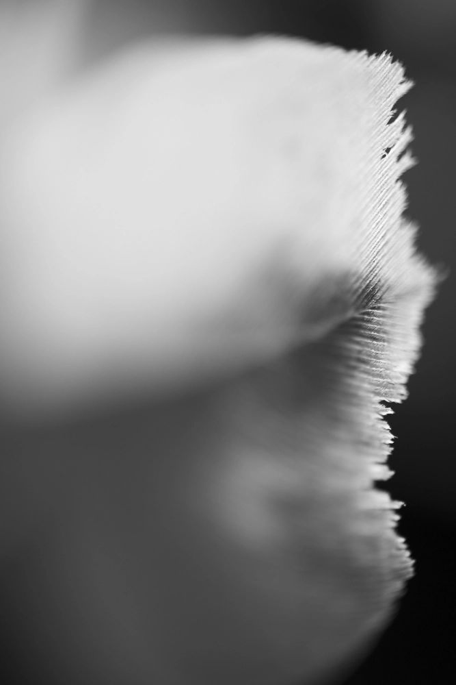 Edge of a white feather.