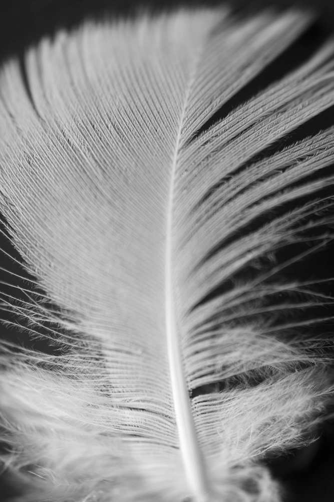 Bird after feathers.