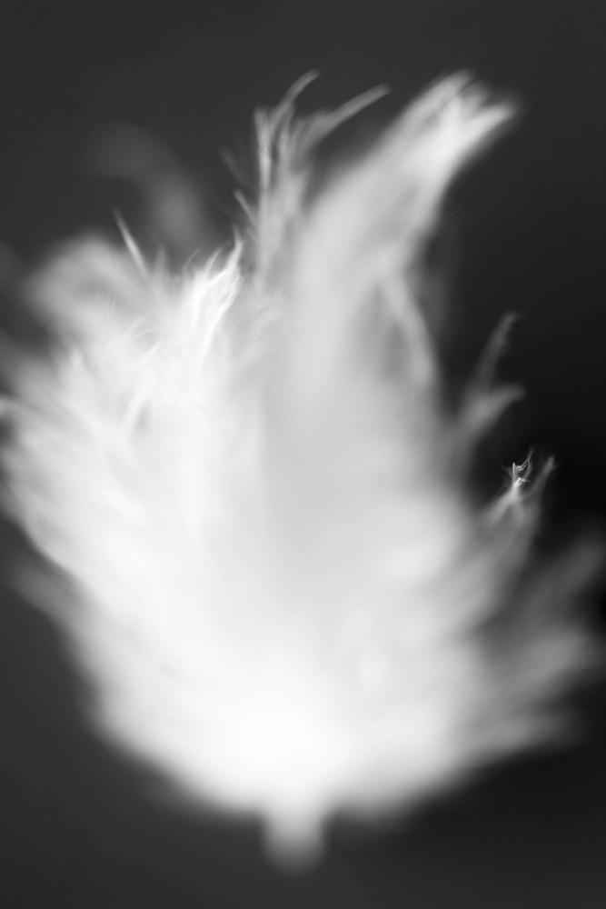Abstract bird feather artwork.