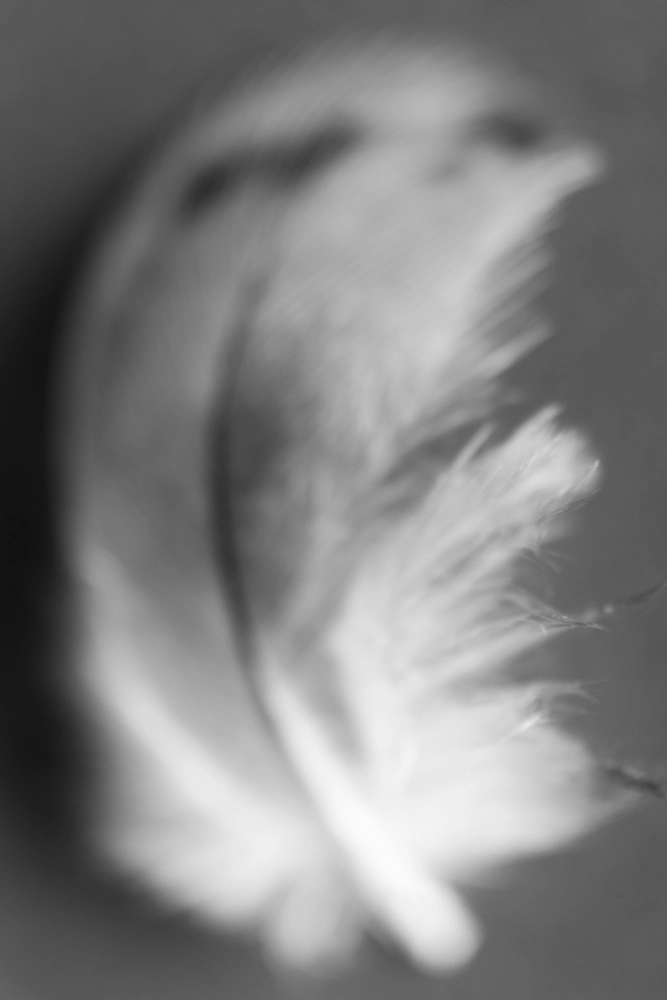White feather with black markings.