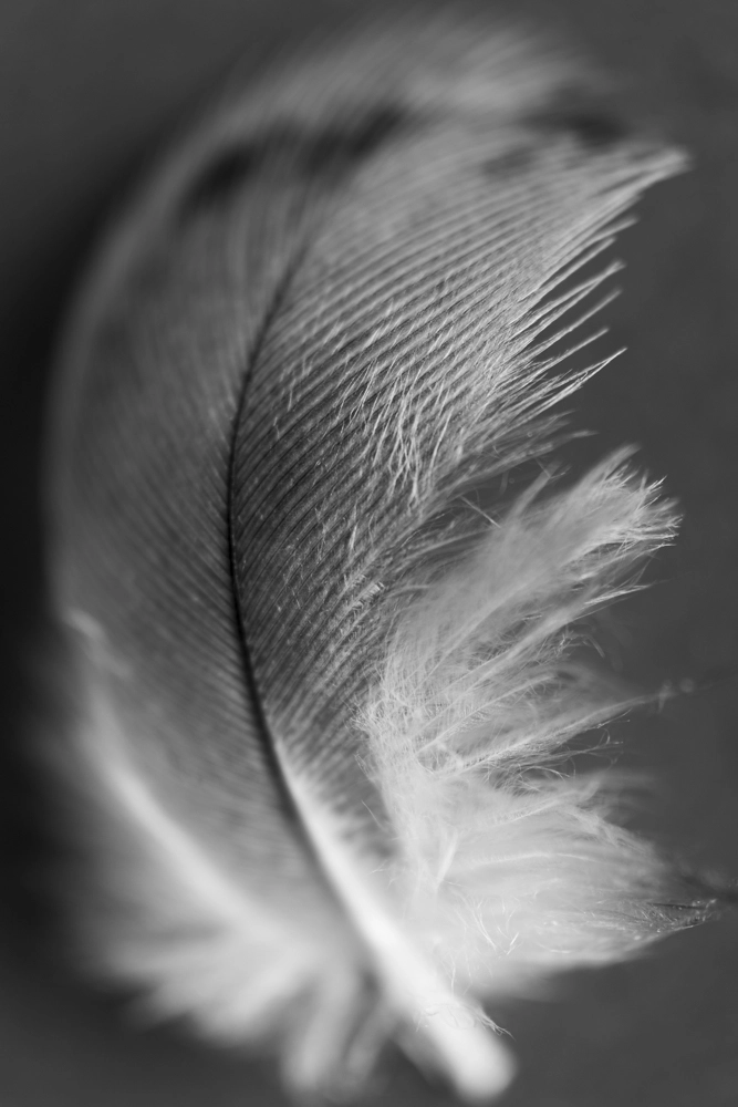 Black and white feather with black quill.