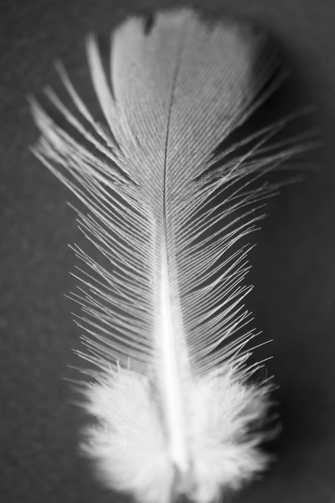 Baby bird feather with a pattern that looks like the skeleton ribs of a fish.