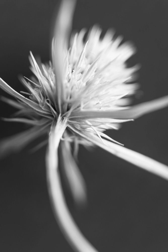 A preserved dried flower.