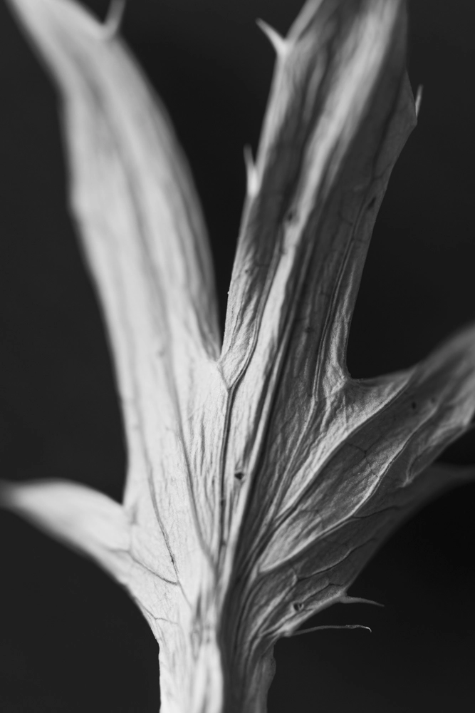 Sharp spiky dried leaf.