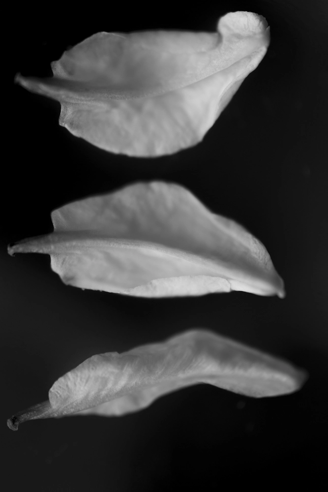 Petals of an Australian gold vine flower.